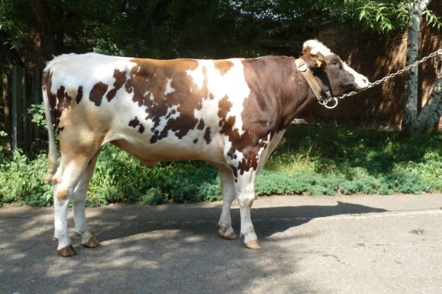 ДУГЛАС 38651 ET КСГФ-256